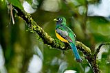 Black-throated Trogonborder=