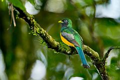 Northern Black-throated Trogon