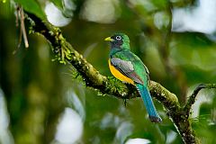 Black-throated Trogon