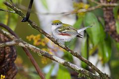 Chestnut-sided Warbler