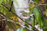 Chestnut-sided Warbler