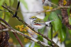 Chestnut-sided Warbler