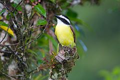 Great Kiskadee