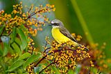 Gray-capped Flycatcher