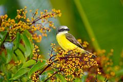 Gray-capped Flycatcher