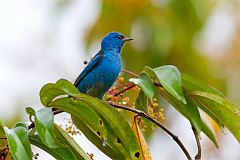 Blue Dacnis