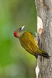 Rufous-winged Woodpeckerborder=