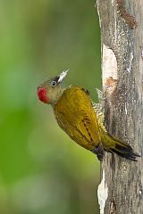 Rufous-winged Woodpecker