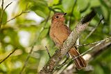 Rufous Mournerborder=