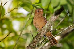 Rufous Mourner