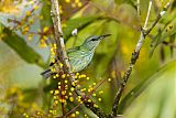 Shining Honeycreeper