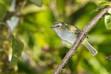 Paltry Tyrannulet