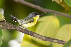 Common Tody-Flycatcher