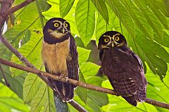 Spectacled Owl