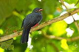 Slaty-tailed Trogonborder=