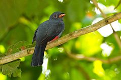 Slaty-tailed Trogon