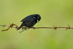 Variable Seedeater