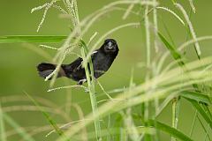 Thick-billed Seed-Finch