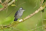 Barred Antshrike