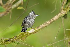 Barred Antshrike