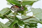 Slaty Spinetail