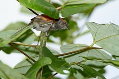 Slaty Spinetail