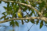 Yellow-bellied Elaenia