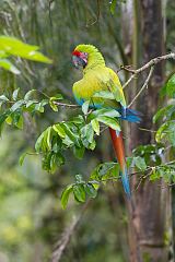 Great Green Macaw