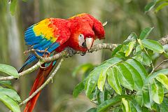 Scarlet Macaw