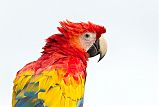 Scarlet Macaw