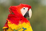 Scarlet Macaw