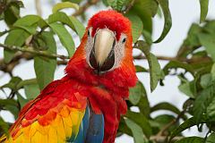 Scarlet Macaw