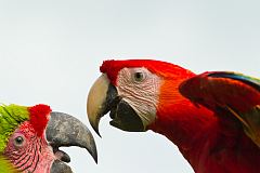 Scarlet Macaw