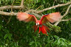 Scarlet Macaw