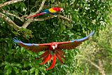 Scarlet Macaw