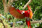 Scarlet Macaw