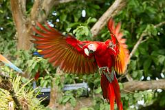 Scarlet Macaw