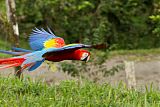 Scarlet Macaw