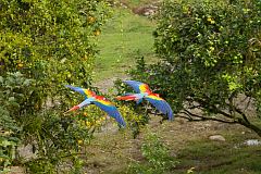 Scarlet Macaw