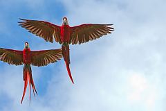 Scarlet Macaw