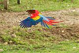 Scarlet Macaw