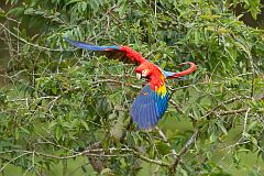 Scarlet Macaw