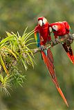 Scarlet Macaw