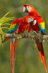 Scarlet Macaw