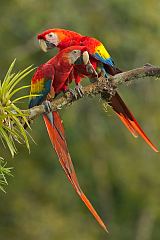 Scarlet Macaw