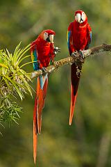 Scarlet Macaw