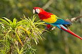 Scarlet Macaw