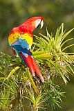 Scarlet Macaw