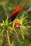 Scarlet Macaw