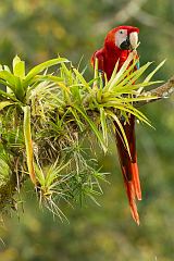 Scarlet Macaw